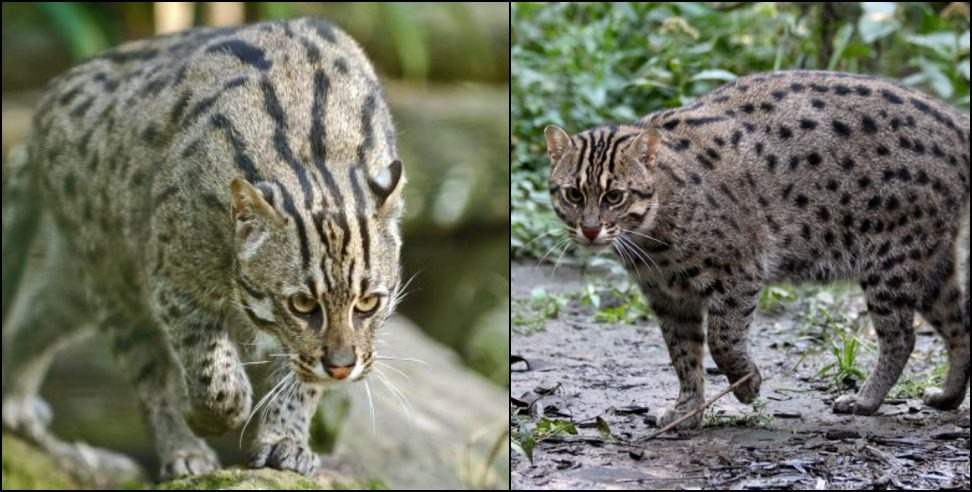 Uttarakhand Fishing Cat: fishing cat scene in champawat uttarakhand