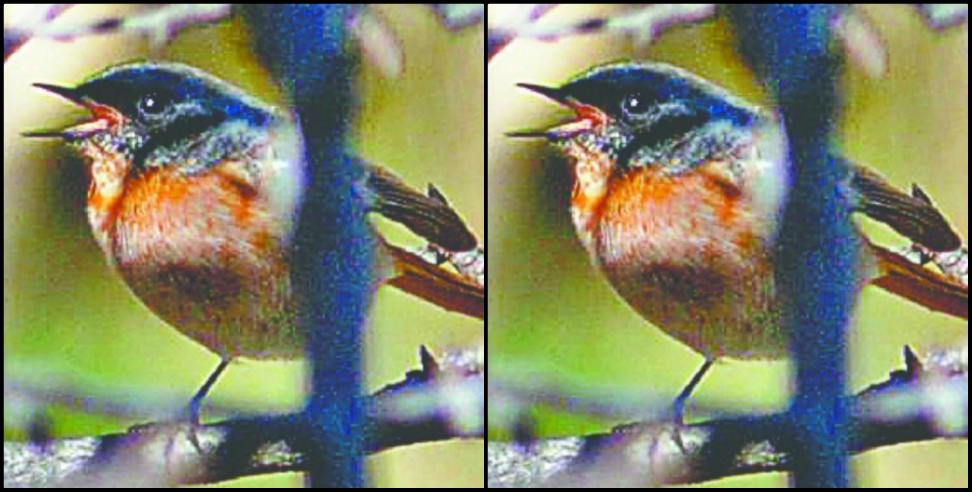 Rufous backed redstart bird: Rufous backed redstart bird seen first time in Uttarakhand