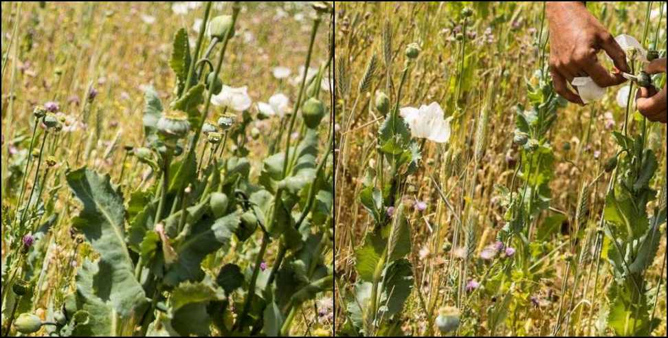 growing Opium: caught growing Opium in the middle of wheat crop
