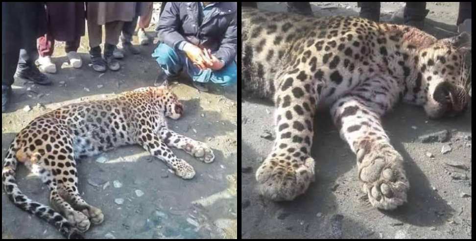 Pithoragarh news: Men eater leopard shot dead in pithoragarh