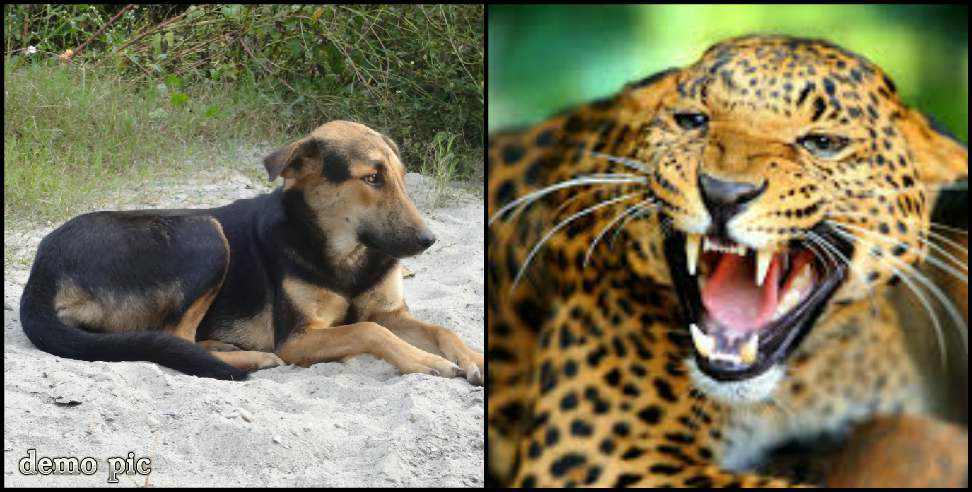 Udham Singh Nagar News: Uttarakhad Guldar attacked child dog saved his life