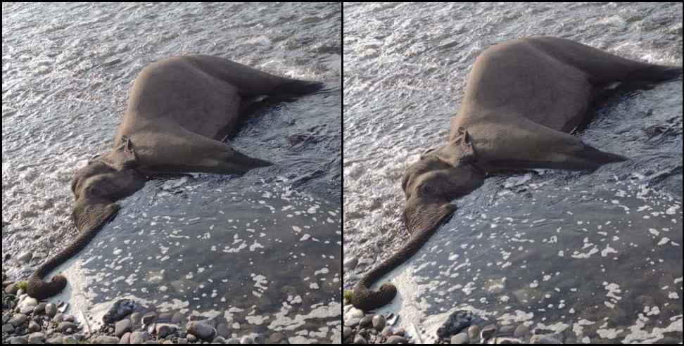 Haridwar Elephant dead Body: Elephant dead Body found in song river haridwar