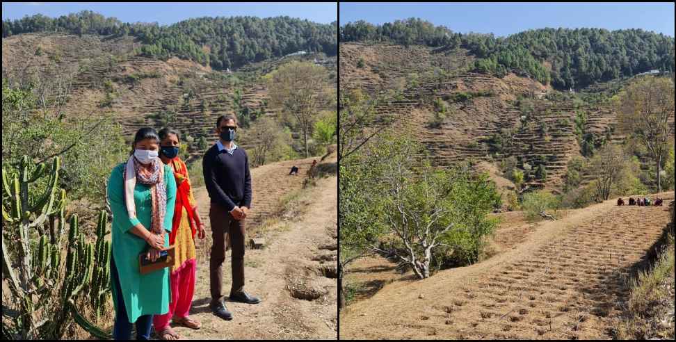 Pauri Garhwal News: Harvesting of medicinal plants in Pauri Garhwal