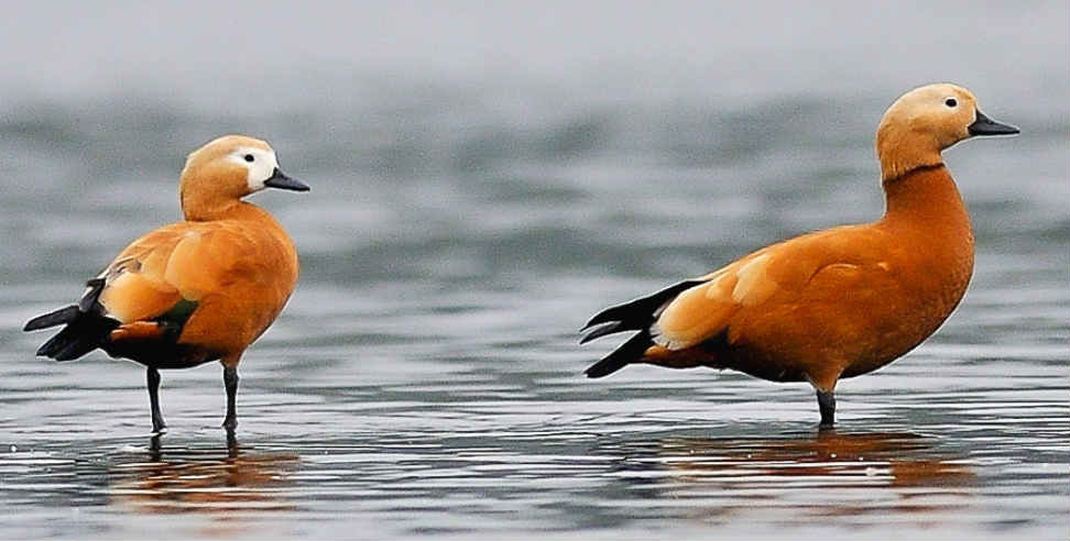 surkhab birds: Pair of surkhab birds seen in ramnagar