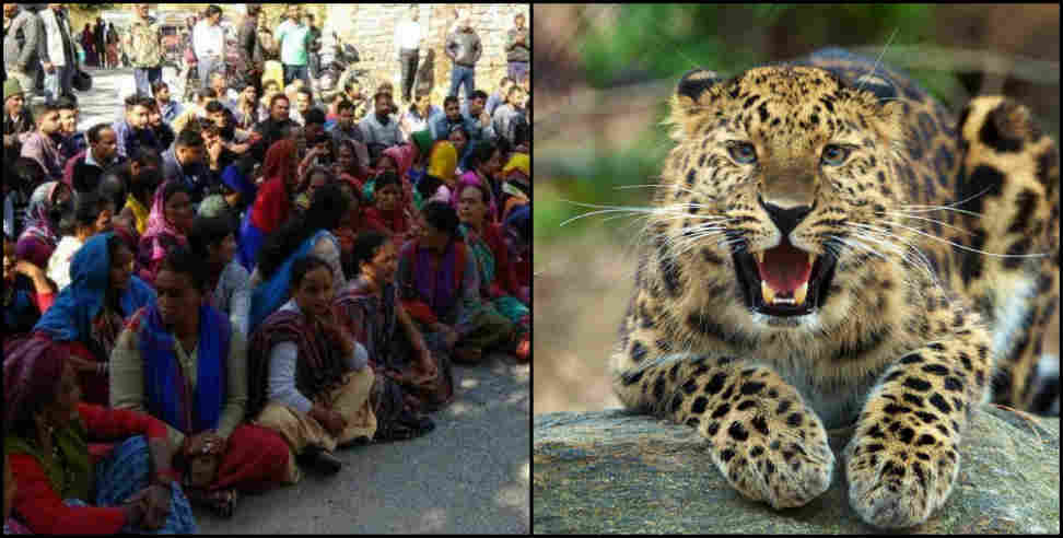 bageshwar leopard: leopard attack on students in bagheshwar