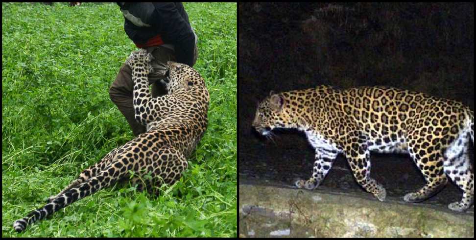 Tehri Garhwal New: Tehri Garhwal Father saves son from Leopard