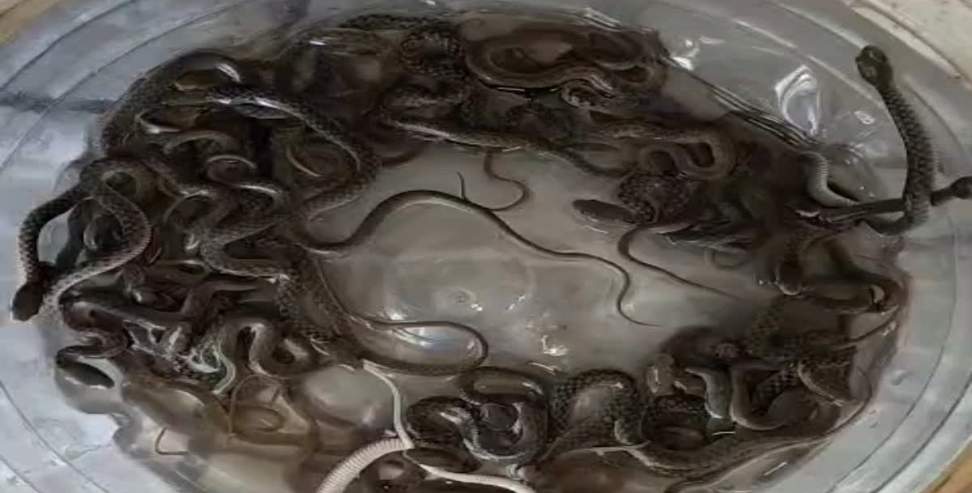 27 Snakes Found in Water Tank: 27 Baby Snakes Rescued from House Water Tank