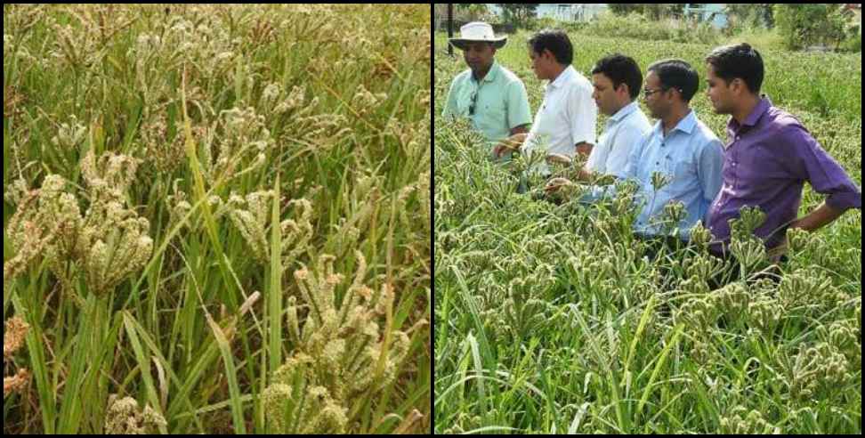 White Mandua: Researchers develop new species of mandua