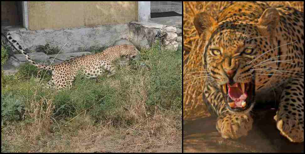 pauri garhwal Leopard: Leopard attacks women in pauri garhwal