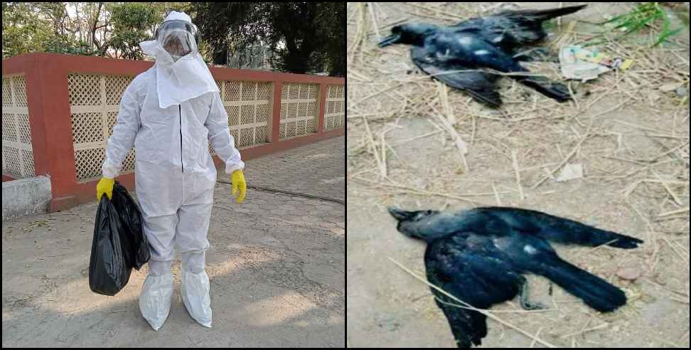 Pauri Garhwal Bird Flu: 4 crows found dead in Pauri Garhwal