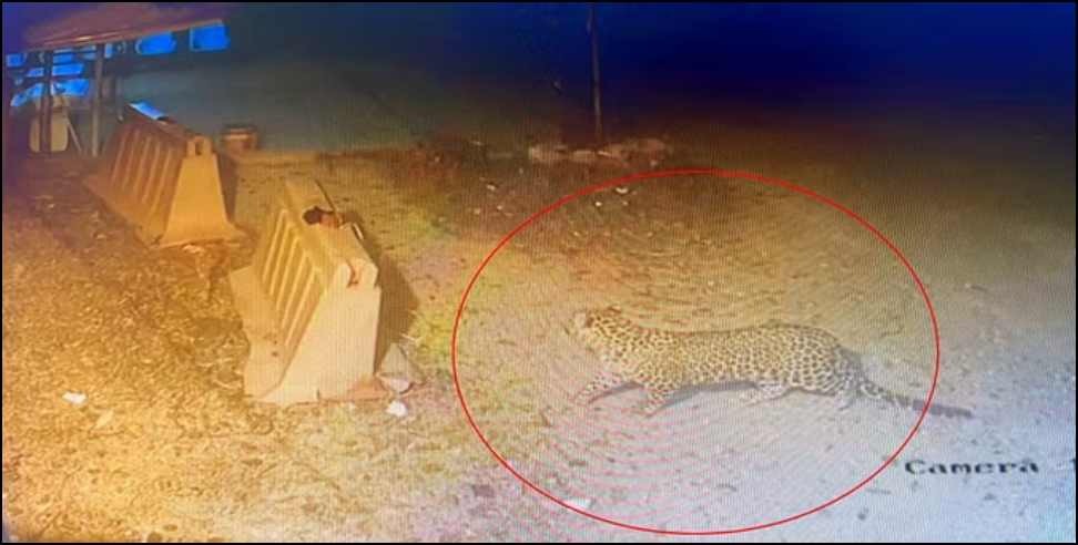 Leopard Dehradun airport: Leopard video in Dehradun airport