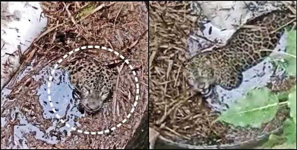 Leopard in Village: Leopard fell and Stuck in Village Well in Nainital