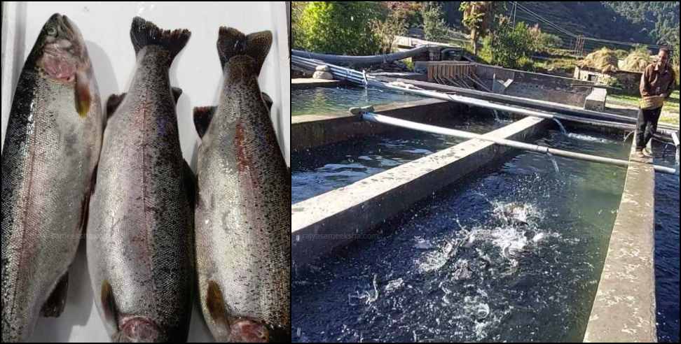 Trout Fish Farming: 200 Crore to grow Trout Fish Farming in Uttarakhand