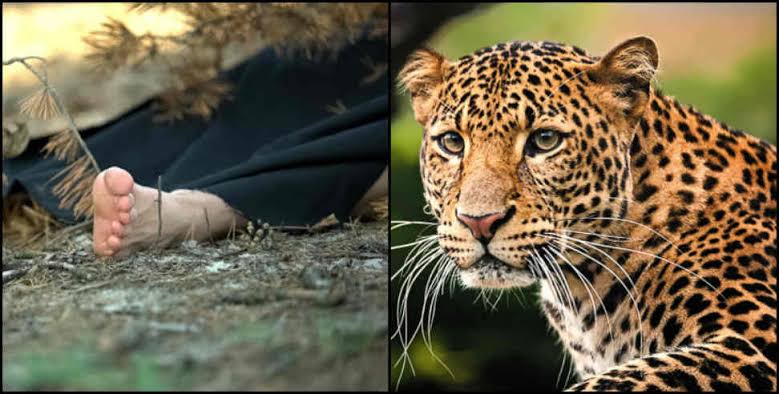 Uttarkashi leopard : Uttarkashi Leopard School Holiday
