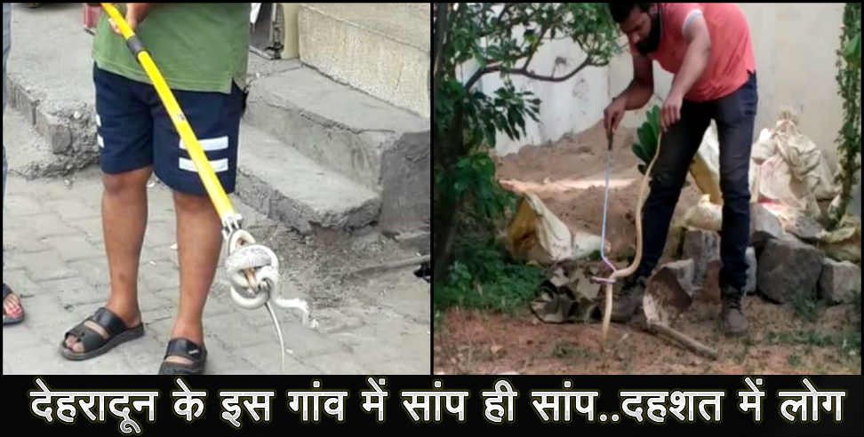 उत्तराखंड न्यूज: dehradun doiwala snake