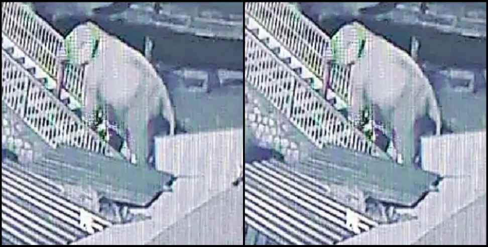 Garjiya Devi Temple Elephant: Elephants seen climbing the stairs of the temple in nainital