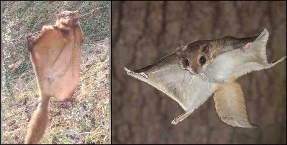 People saved life of woolly squirrel in Almora