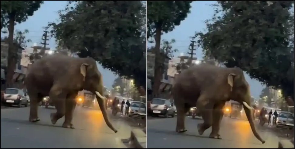 Elephant stopped traffic during Kanwar Yatra In Haridwar