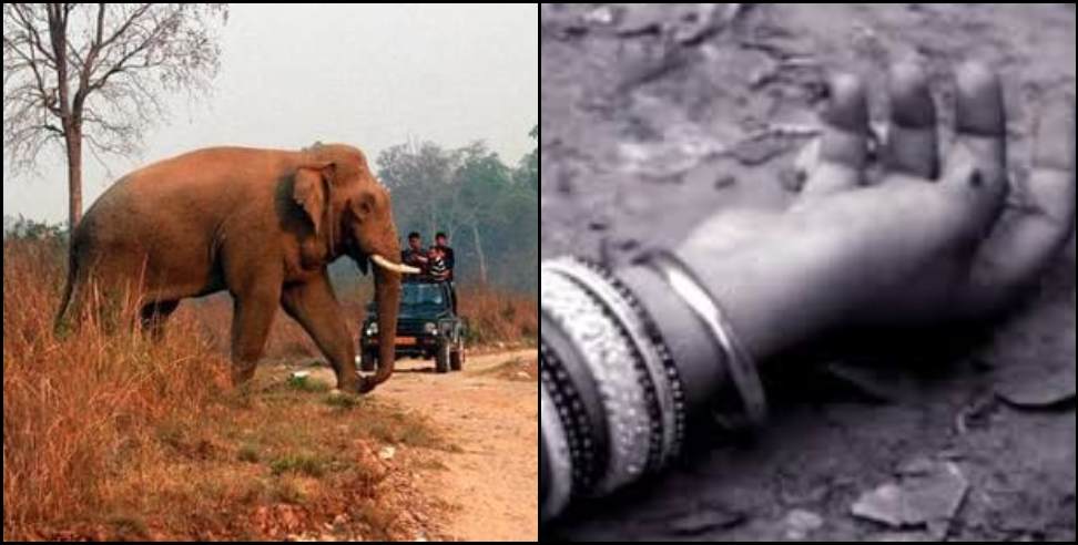Haldwani Jungle Elephant: Elephant attack on husband wife in haldwani