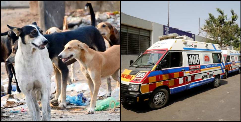 Udham Singh Nagar Nanakmatta Stray Dogs: Stray dogs attack elderly woman in Udham Singh Nagar Nanakmatta