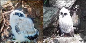 image: White owl found in Pithoragarh Chaukori
