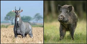 image: Nilgai and wild boar who are harming in uttarakhand can be killed