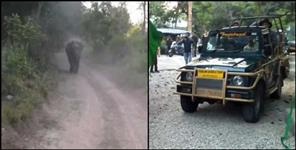 image: Elephants run after tourists in Corbett National Park