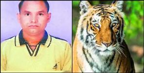 image: Tiger killed forest guard in kotdwara