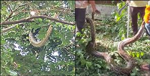 16-Foot Python Rescued After Climbing 40-Foot Tree