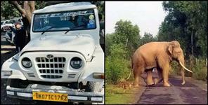 image: elephant attacked Max vehicle injured driver lost his life