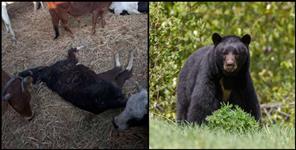 image: Fear of bears in Uttarkashi