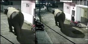 image: Haridwar Elephants in Bilkeshwar Colony