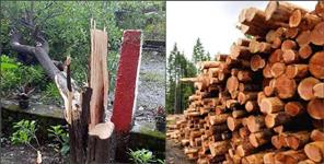 image: Smugglers cut sandalwood trees and took them away in Rudraprayag