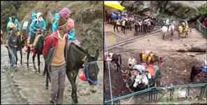 image: 60 horses mule killed in Kedarnath