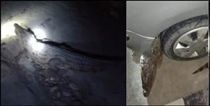 image: Crocodile came to maya vihar colony Haridwar