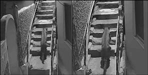 image: video of two leopards in almora