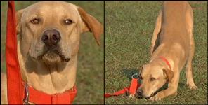 image: Street dog trained for bomb squad by uttarakhand police