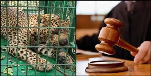 image: Five people arrested for burning a caged leopard alive