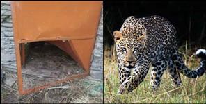 image: Leopard attacks cow in rudraprayag bachansyoon