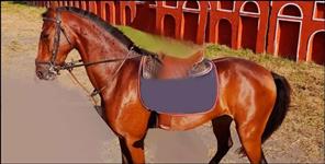 image: Uttarakhand Police Horse Unit Soni Passed Away