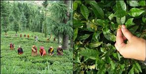 image: Nainital organic tea having full of medicinal value