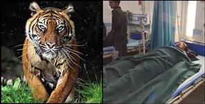 image: Tiger attack on bike riders in Ramnagar