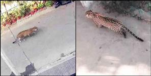 image: Leopard family in Pauri Garhwal