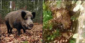 image: Leopard and wild boar fight in Srinagar Garhwal