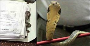 image: snake in dehradun secretariat
