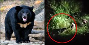 image: Van vibhag team shoots bear in joshimath