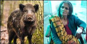 image: wild boar attacked on elder siblings in pithoragarh