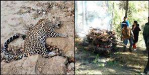 image: Guldar dies due to hit by high speed vehicle on highway