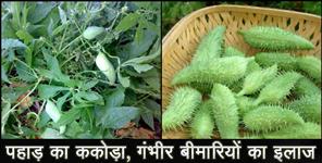 image: benefits of kakora meetha karela