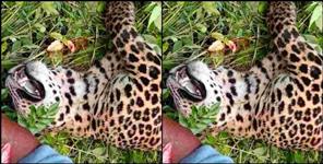 image: Leopard body found on the road in Ranikhet Sirkhet